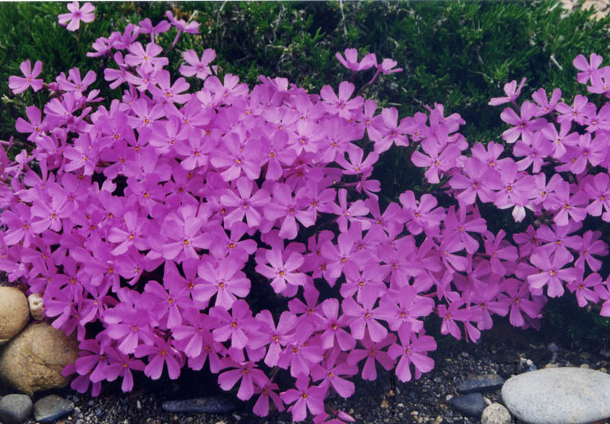 Phlox sibirica var borealis photo